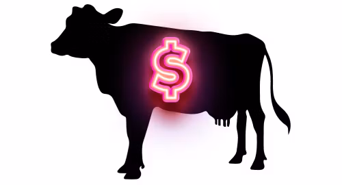 Cash Cow