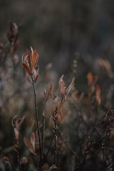 The Nurtured Boss Mom