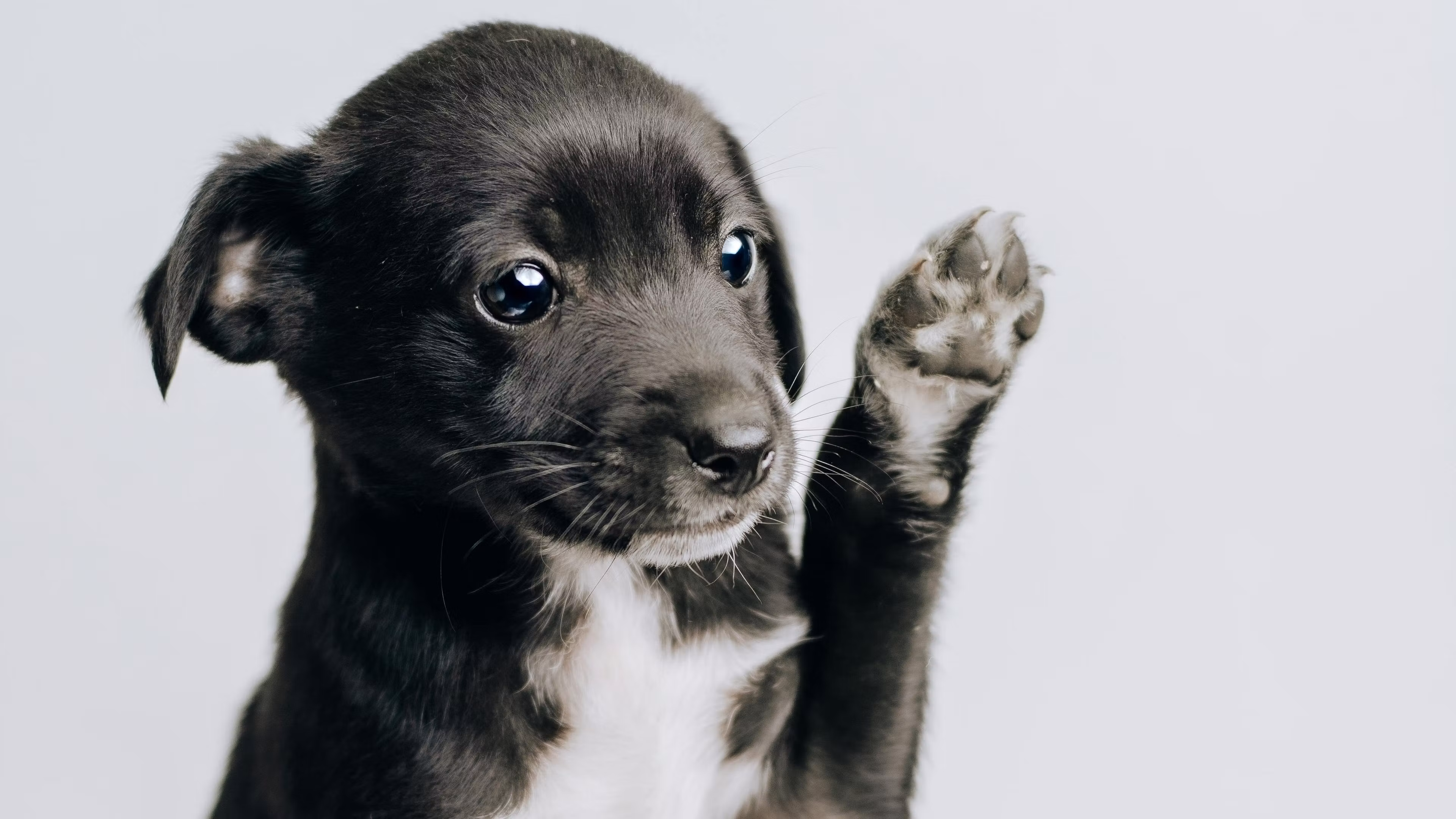 Puppy and Dog Basics