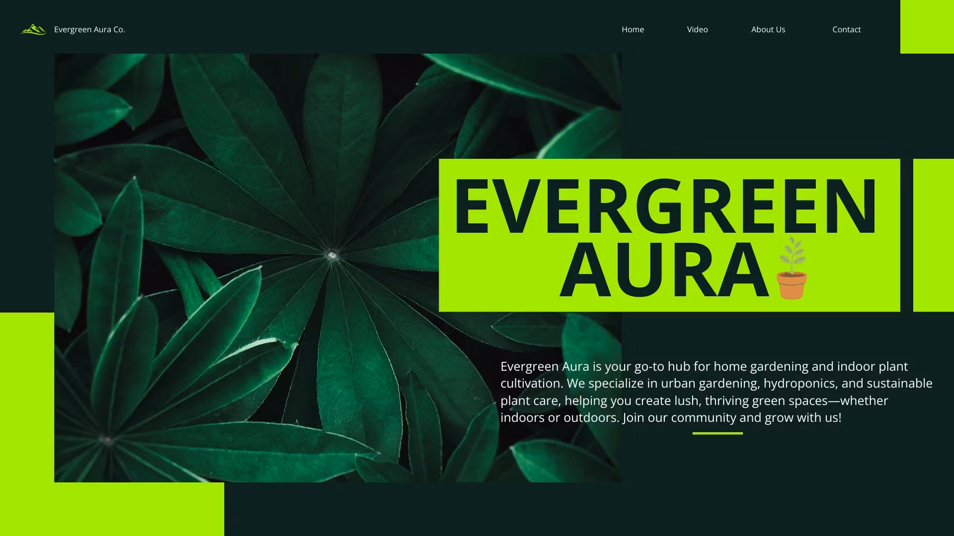 Evergreen Aura AI