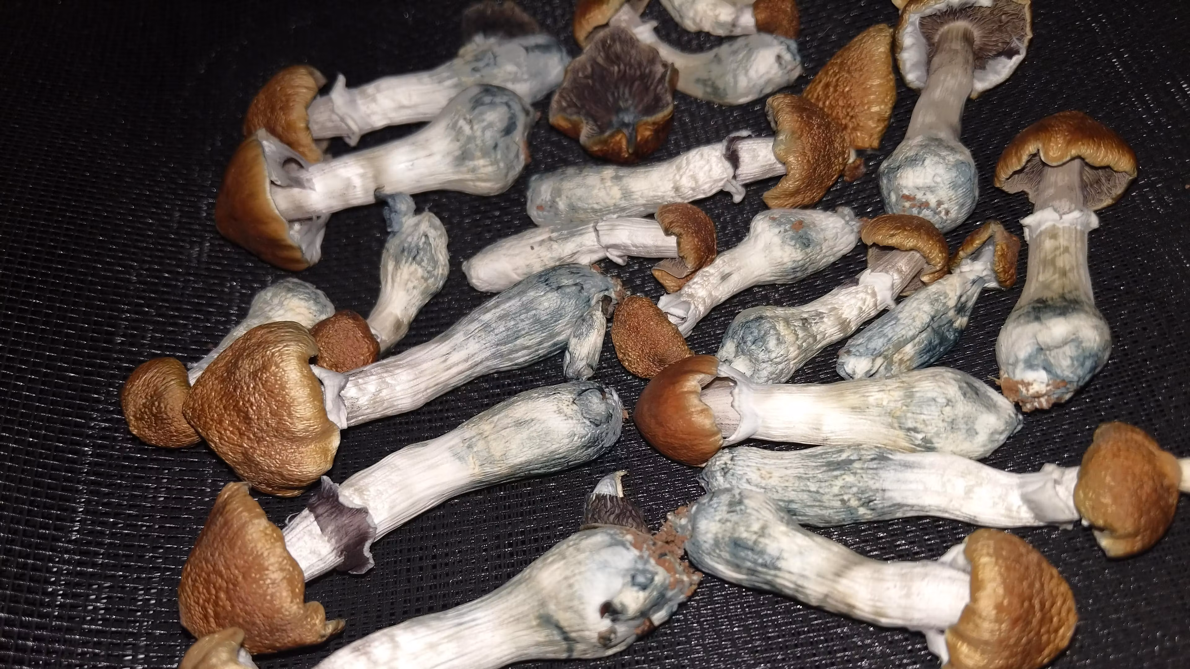 Church of the Microcosm