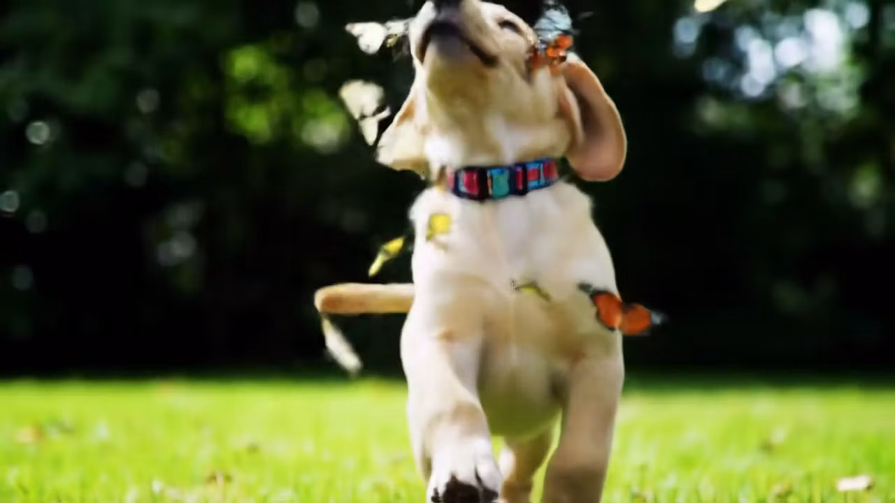 8-Second AI-Generated Videos