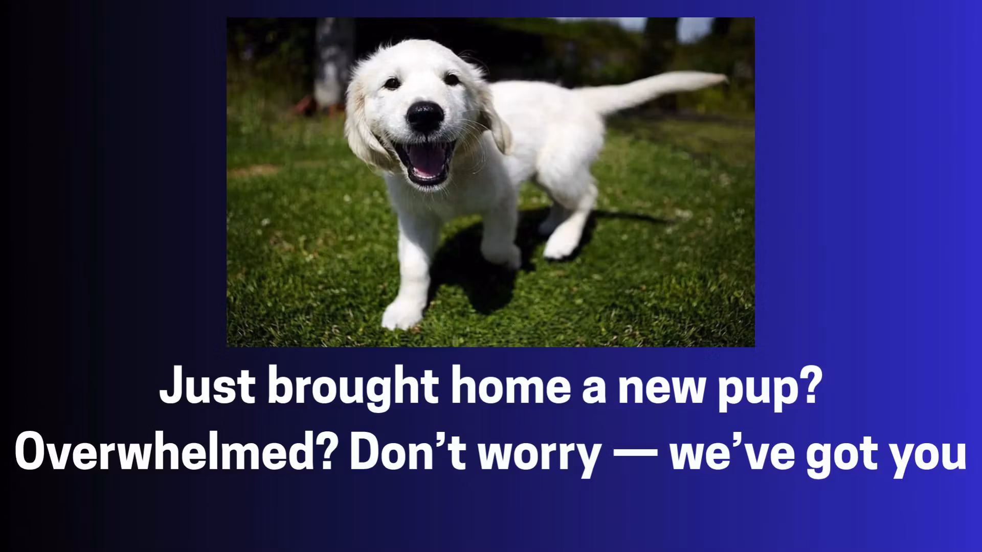 New Dog Owner Survival Plan