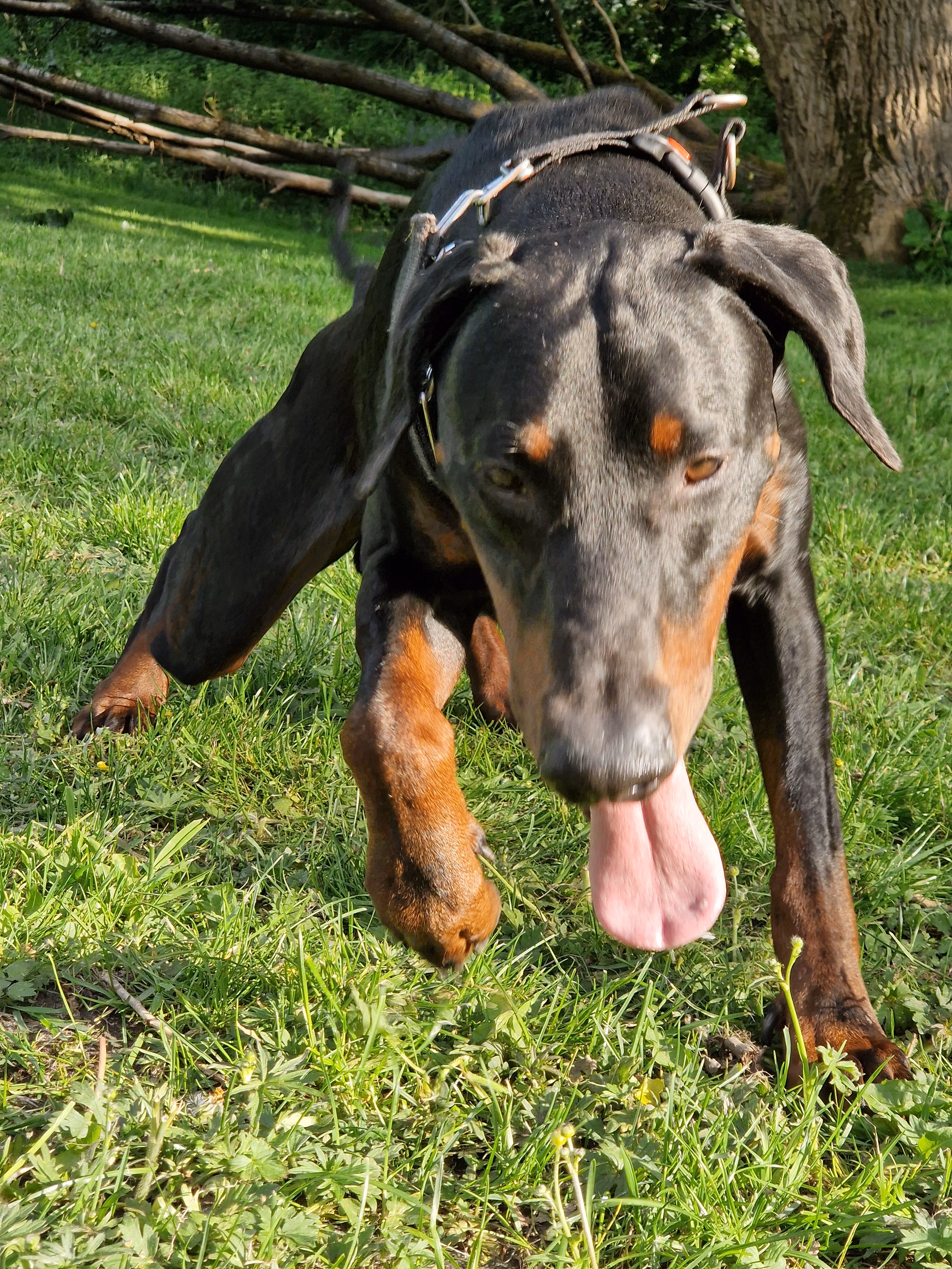 Zeus The Doberman