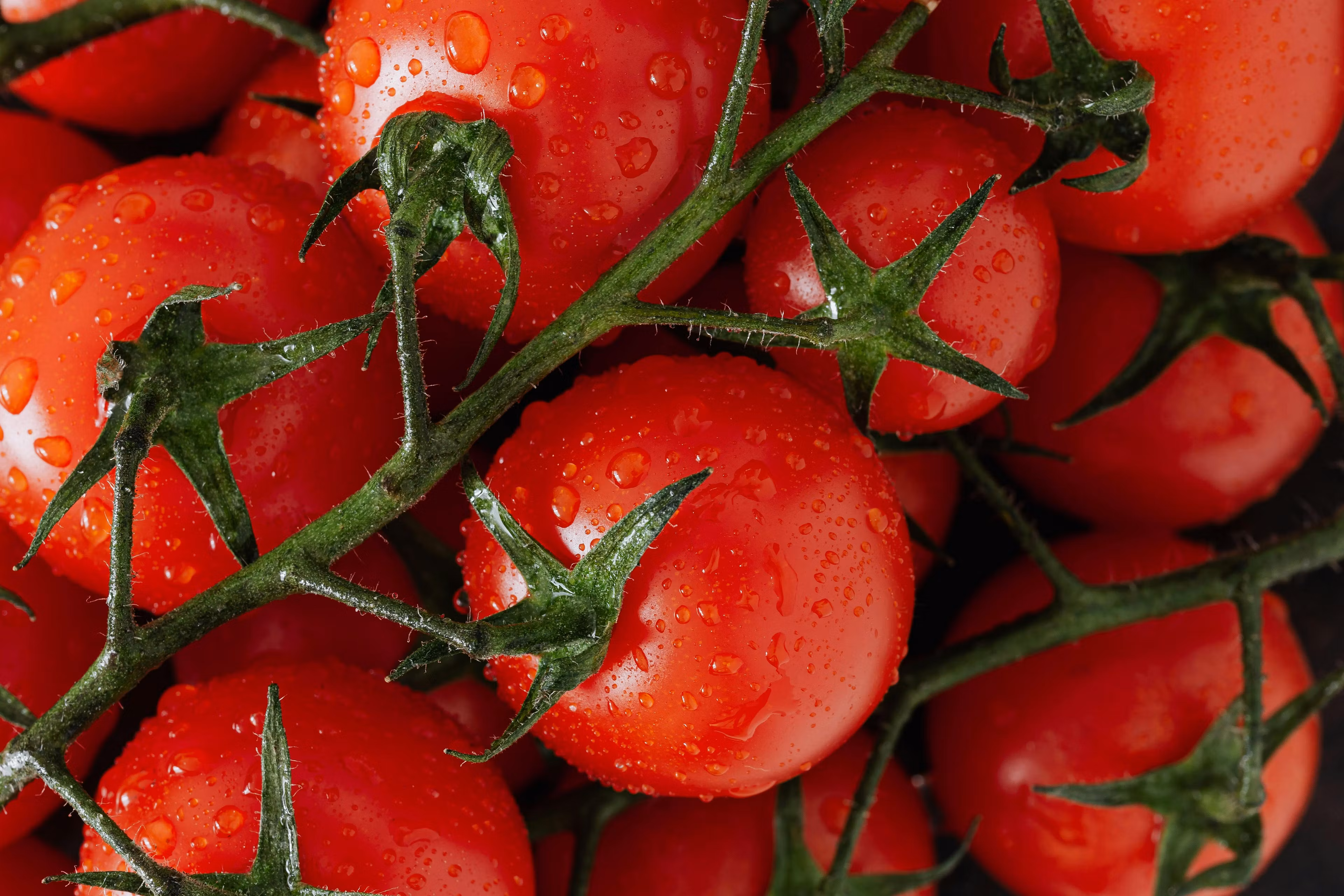 Dominate Your Garden