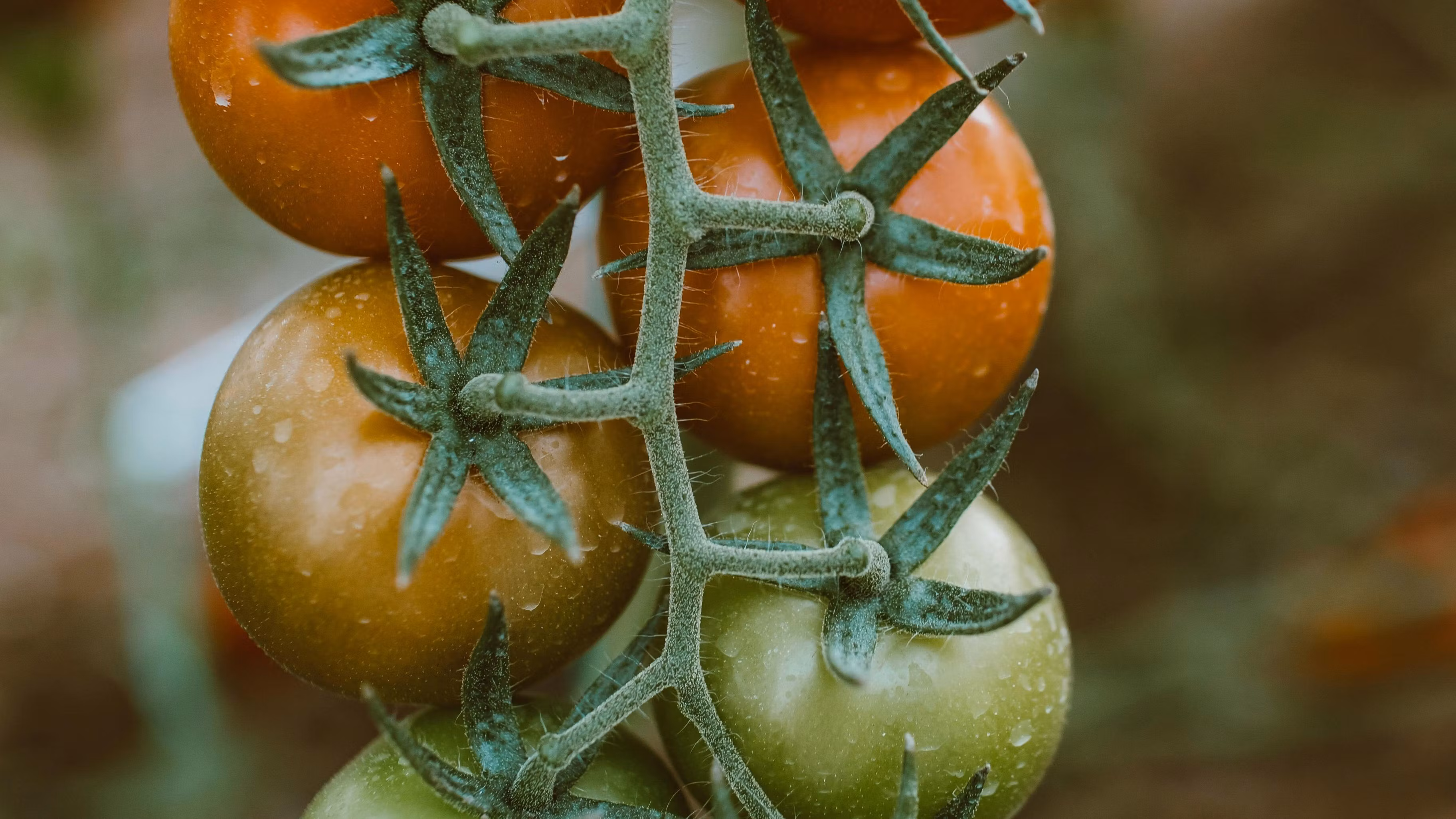 Dominate Your Garden