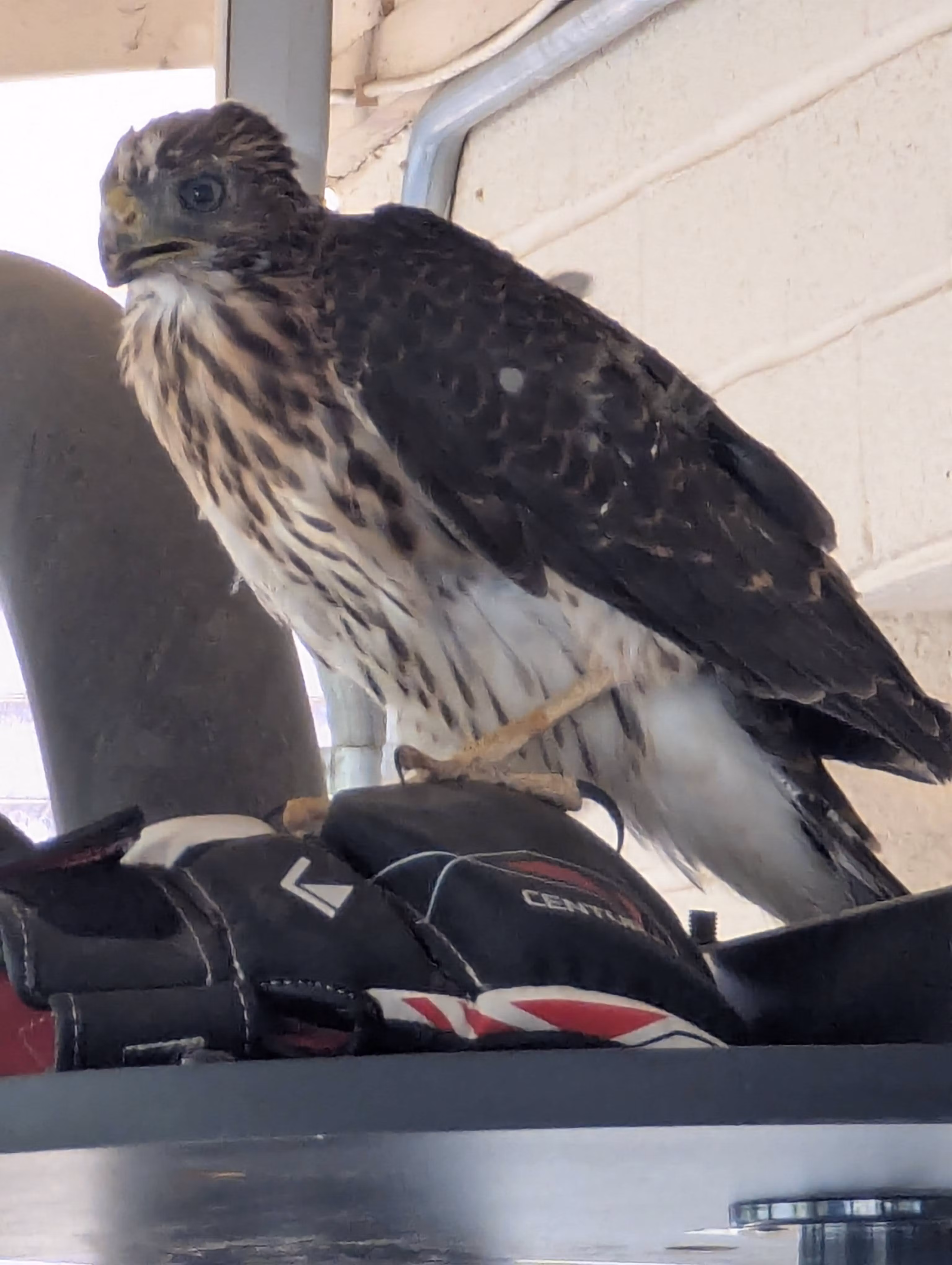 Clipping and flipping