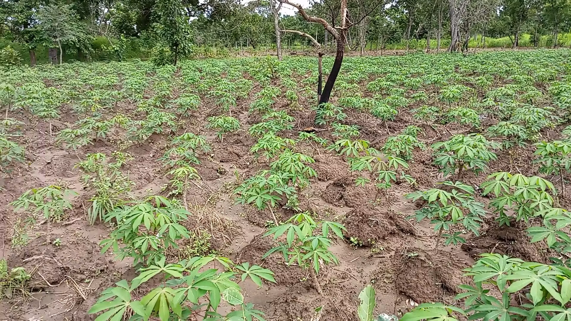 Virtual Fresh Veggies