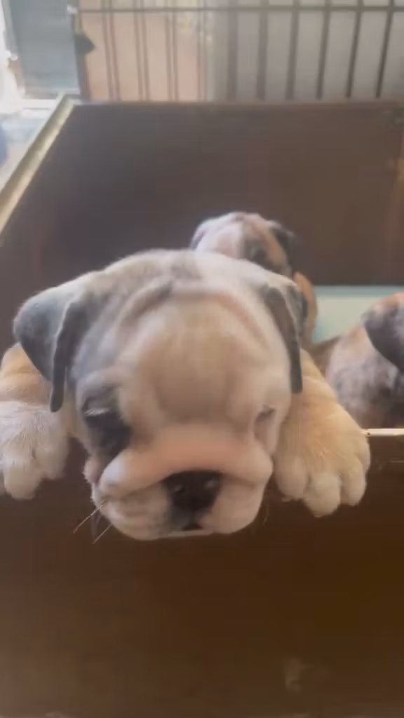 BULLDOG PLANET CITIZEN