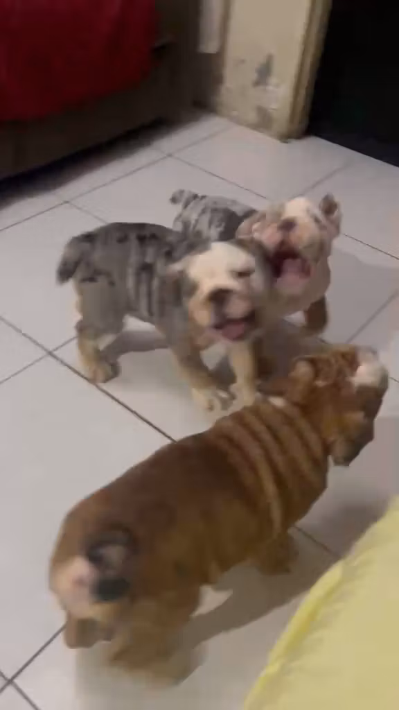 BULLDOG PLANET TRUSTED PARTNER