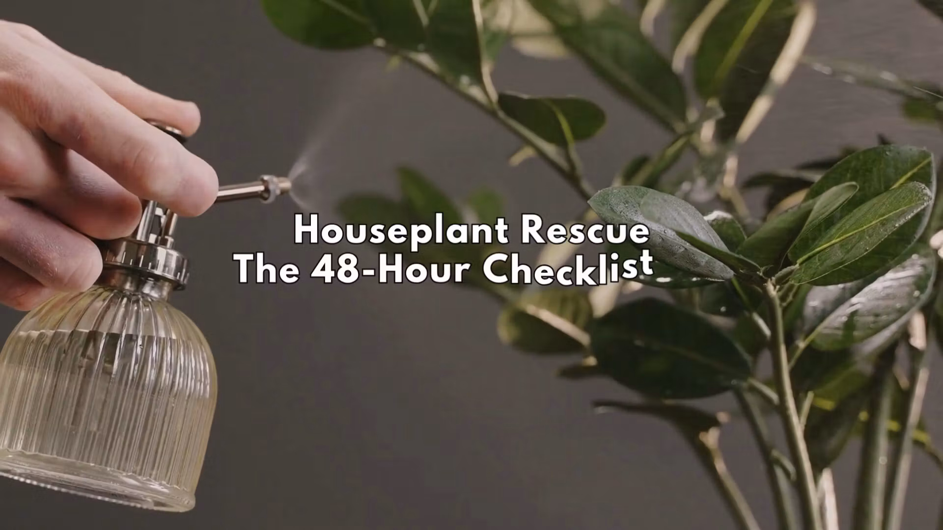 48-Hour Houseplant Rescue