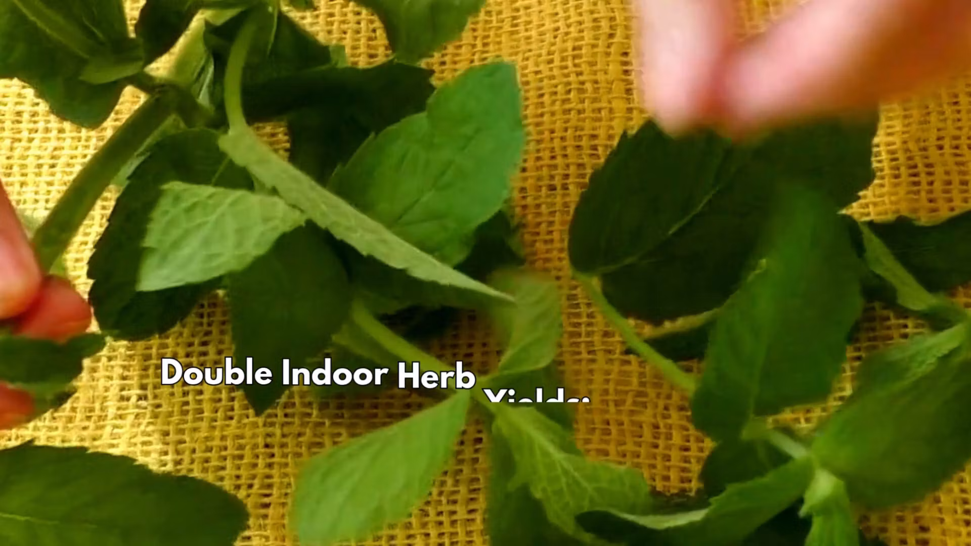 Herb Harvest Accelerator