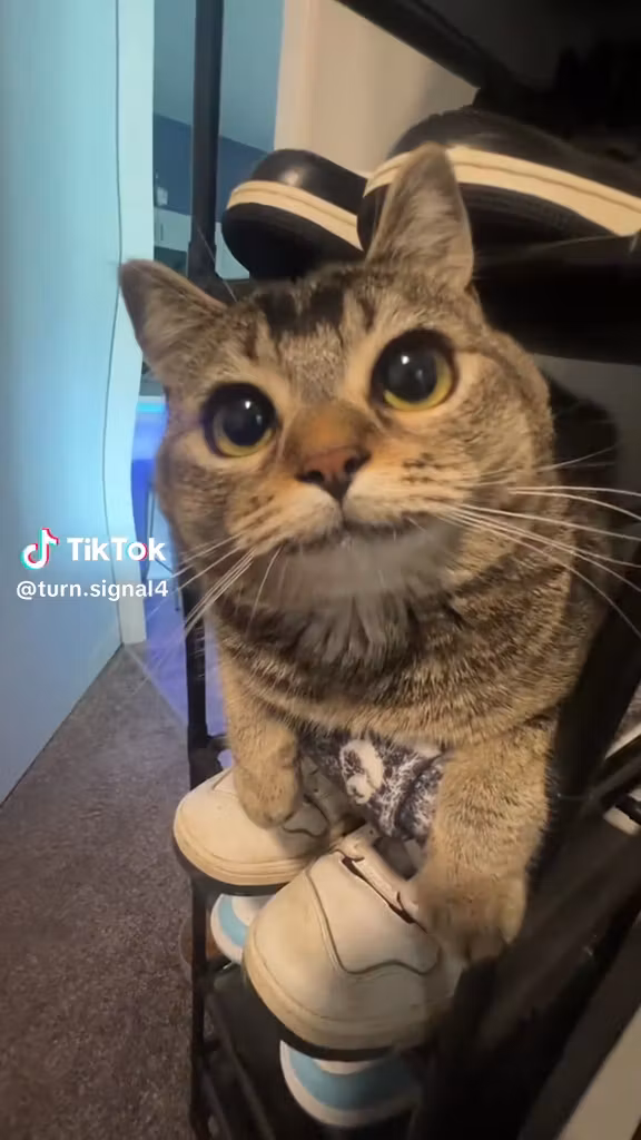 The Turn Signal Fur-mily