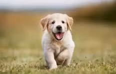 Puppy House Training Blueprint