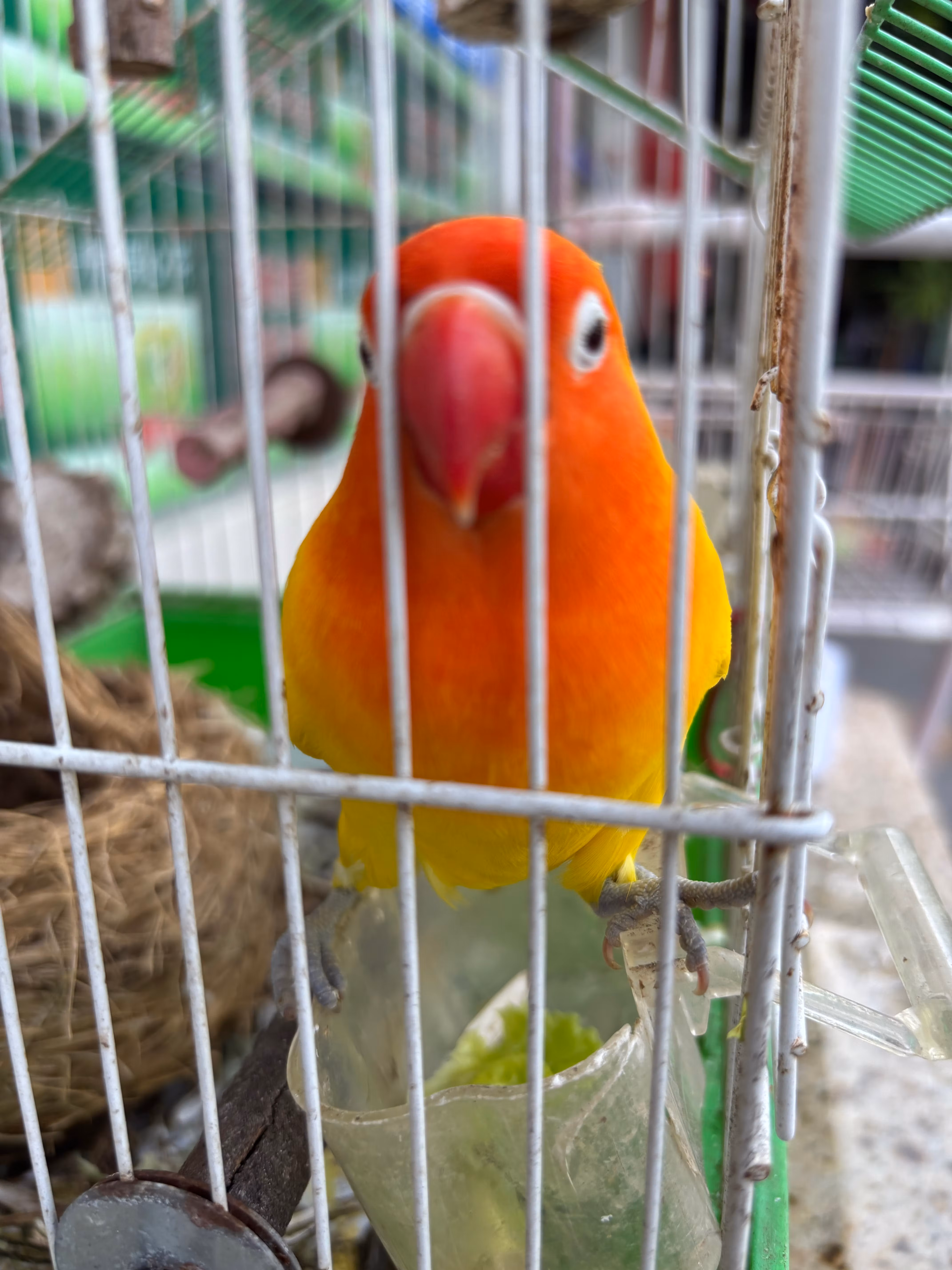 file_BGLbENzH6Hl2R