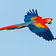 ParrotStock