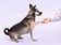 Train your Dog
