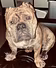 DA PAW DON MONEY BUREAU