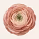 Bloom Club