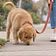 Calm Puppy Walks
