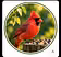 Backyard Bird Feeder