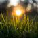 Lawn Success Blueprint