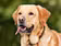 Animalfix