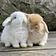 Animal World