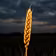 Downloadable Series — Agriculture