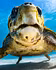 An Ocean impact-driven content