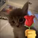 Cat Sitting