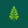 Benefits of Moringa Leaves