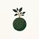 Kokedama Studio