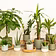 Help beginner houseplant owners diagnose and pre Store