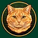CatPicksHQ