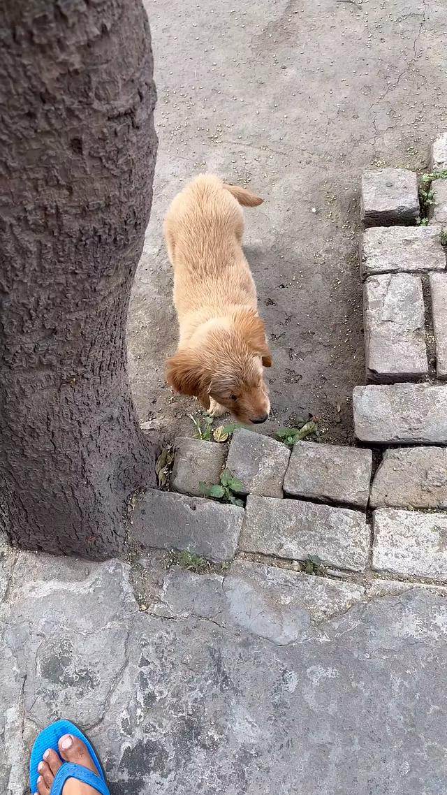 ClipCraft Podcast Snipper