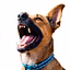 Dog Owner Education NZ