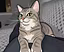 The Turn Signal Fur-mily