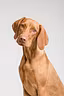 Dogs' Care 4EVER