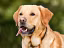 Animalfix