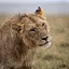 Wildlife Photography Mastery