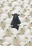 Lambmantrades 
