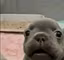 PibbleACO