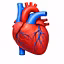 Anatomybasics_
