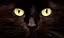 Multi-Cat Litter Box Reset