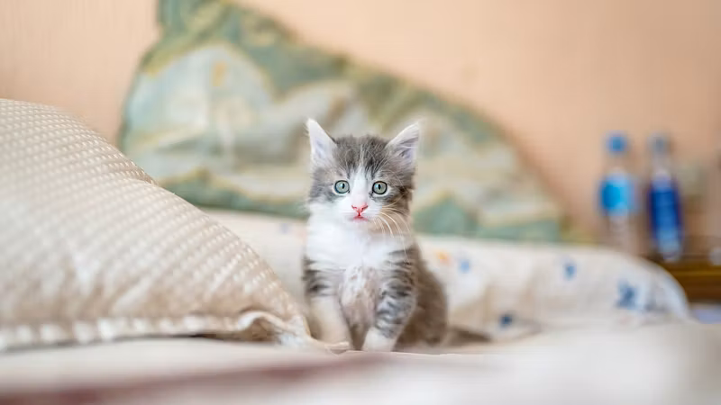 Safe Paws Academy