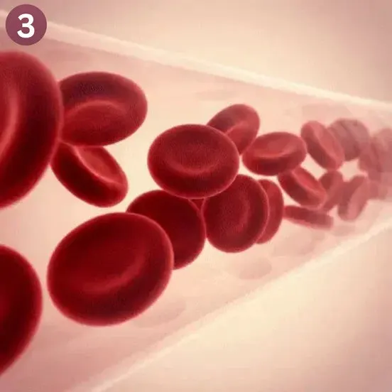 It Supports Nitric Oxide Production Naturally