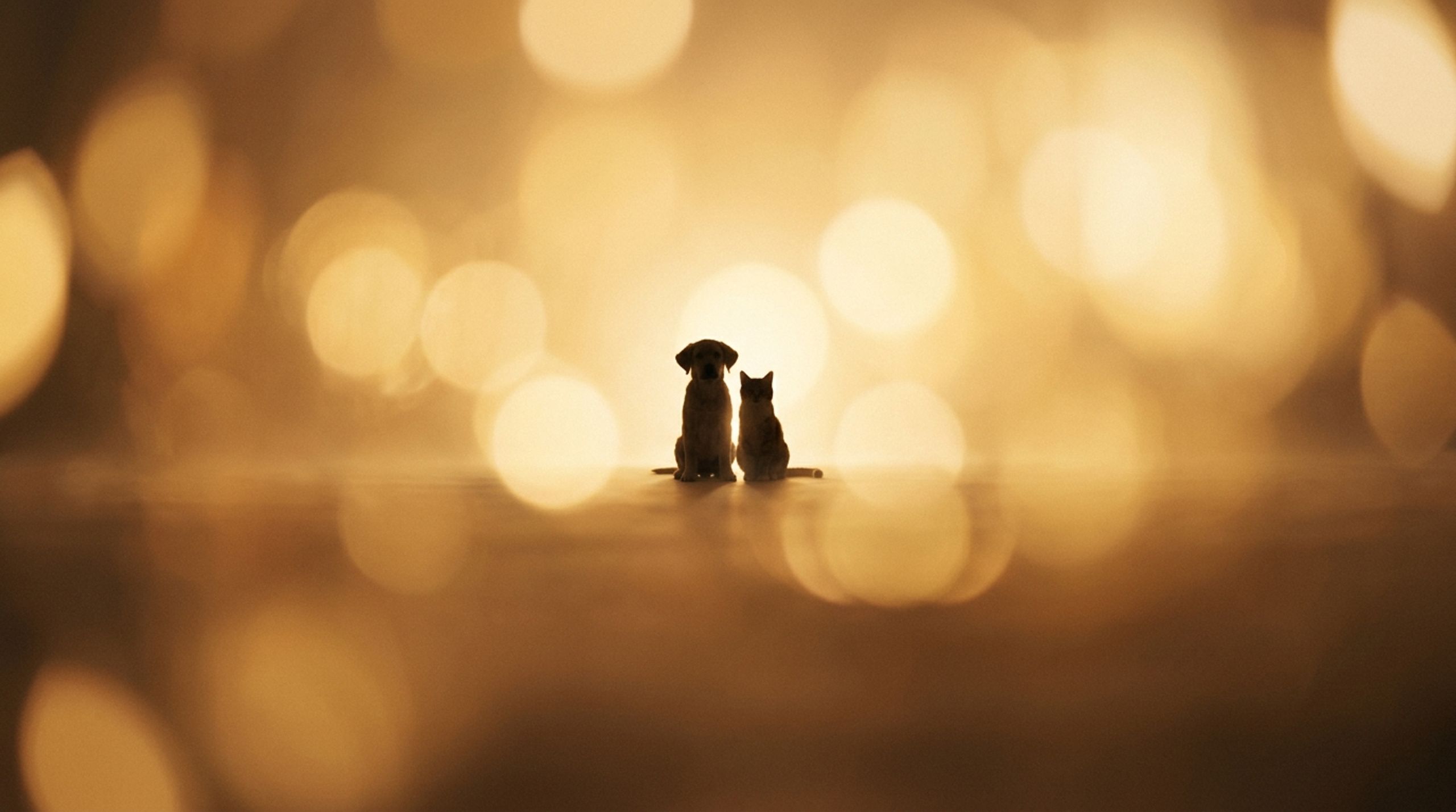 PetLens Gallery