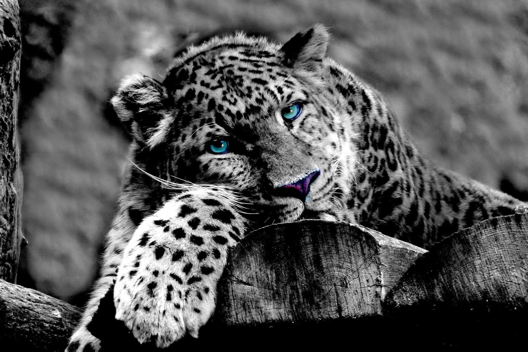 Panthera pardus